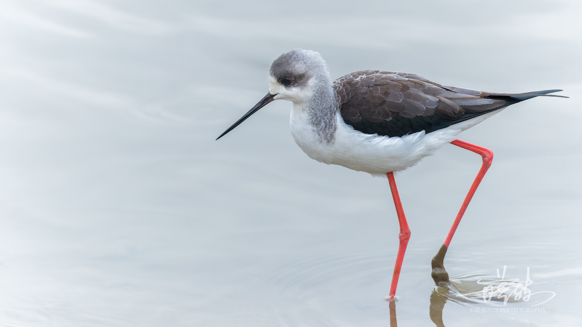 高蹺鴴 - ML645156730