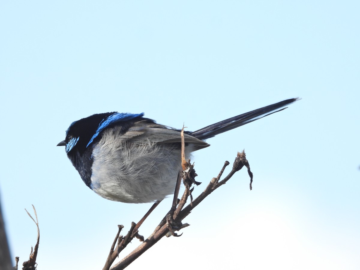 Prachtstaffelschwanz - ML645156731