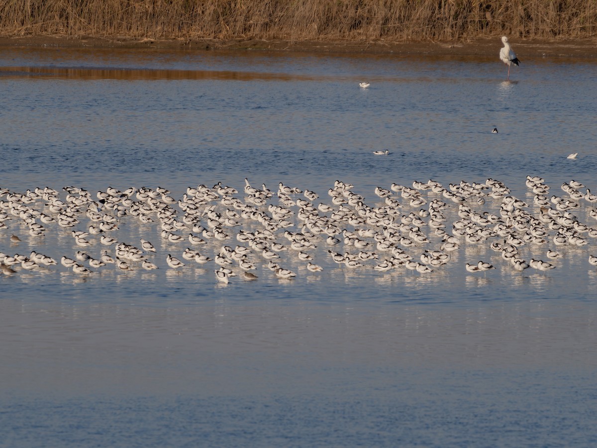 反嘴鴴 - ML645156733