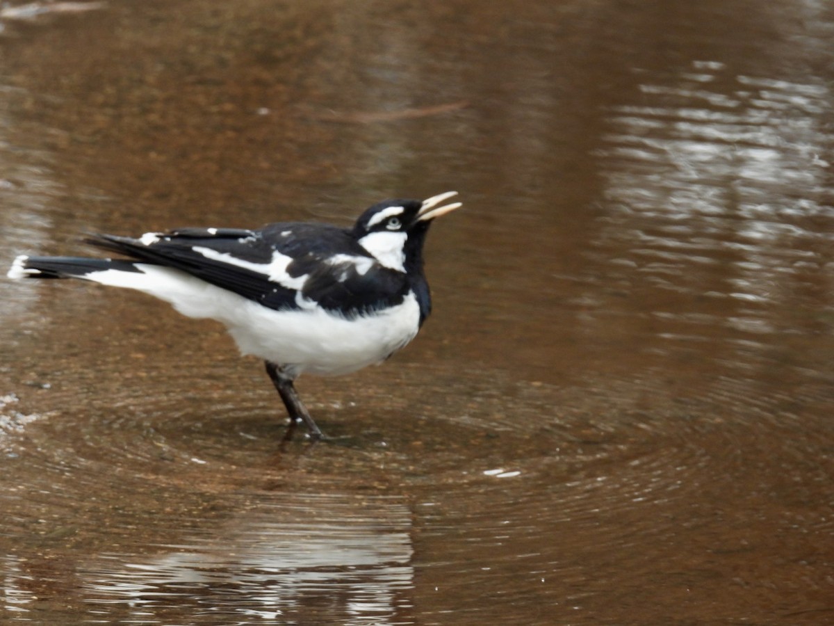 Stelzenmonarch - ML645156734