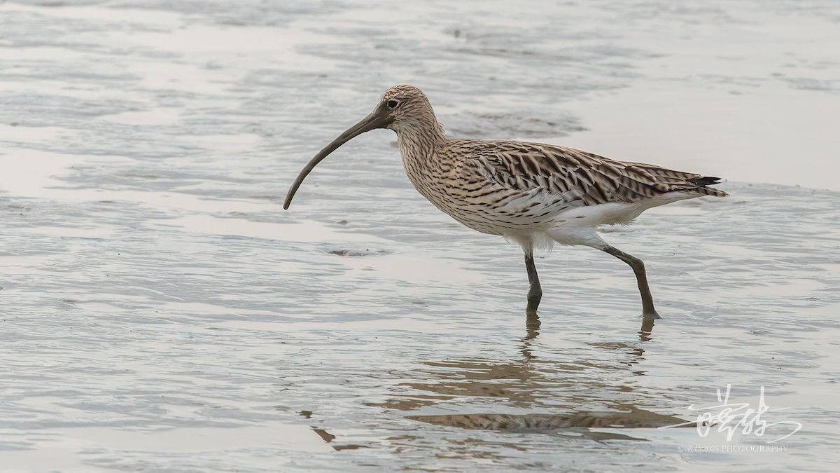 Zarapito Real - ML645156735