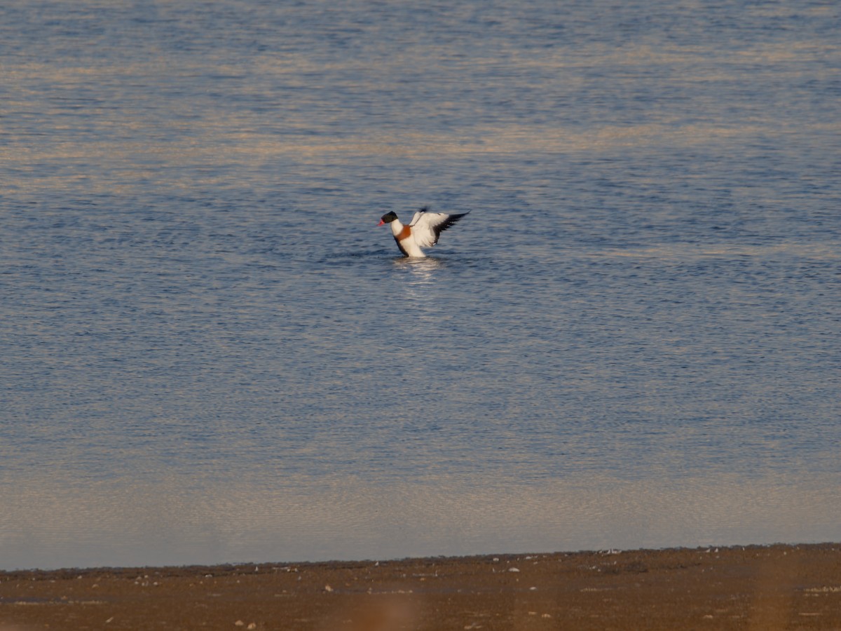 花鳧 - ML645156736