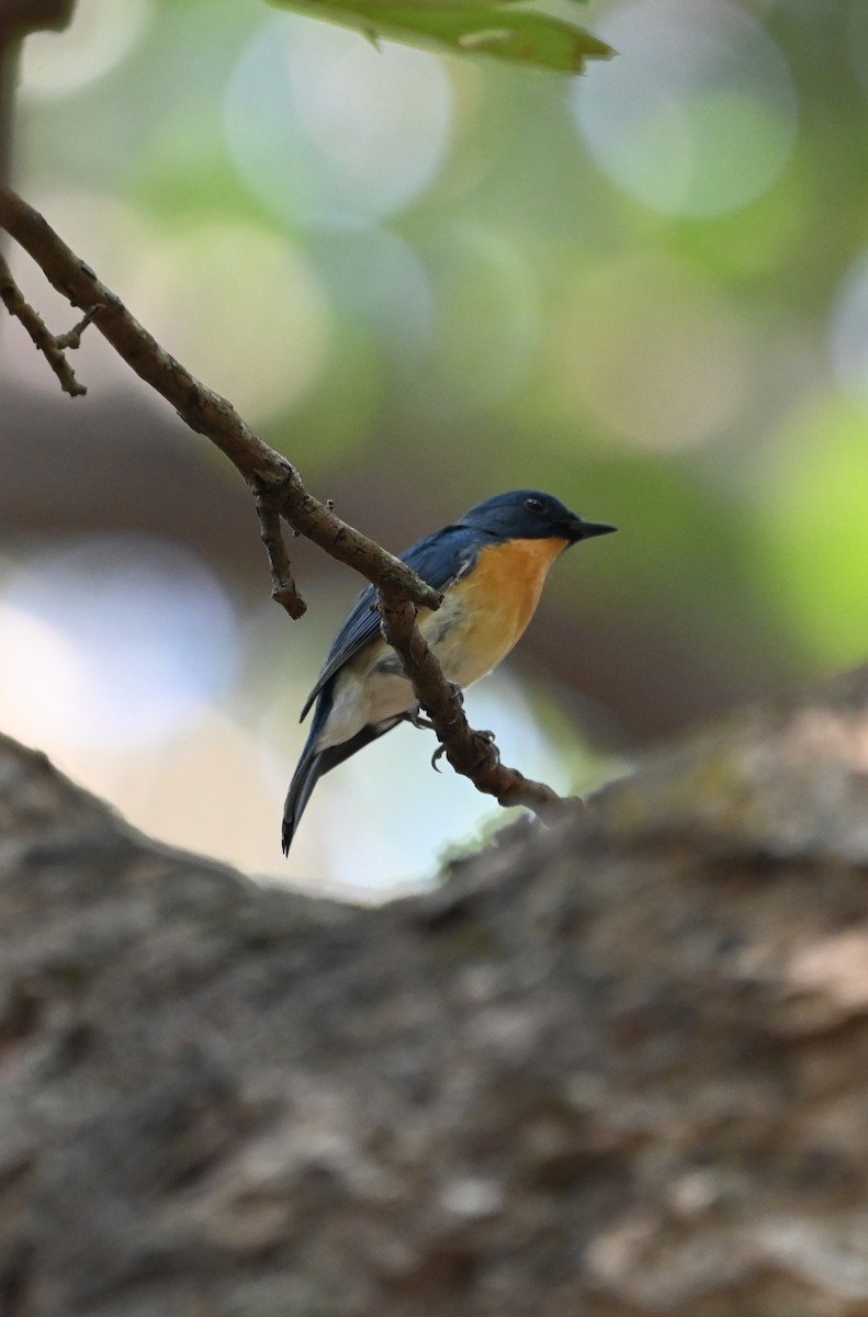 Tickellblauschnäpper - ML645156738