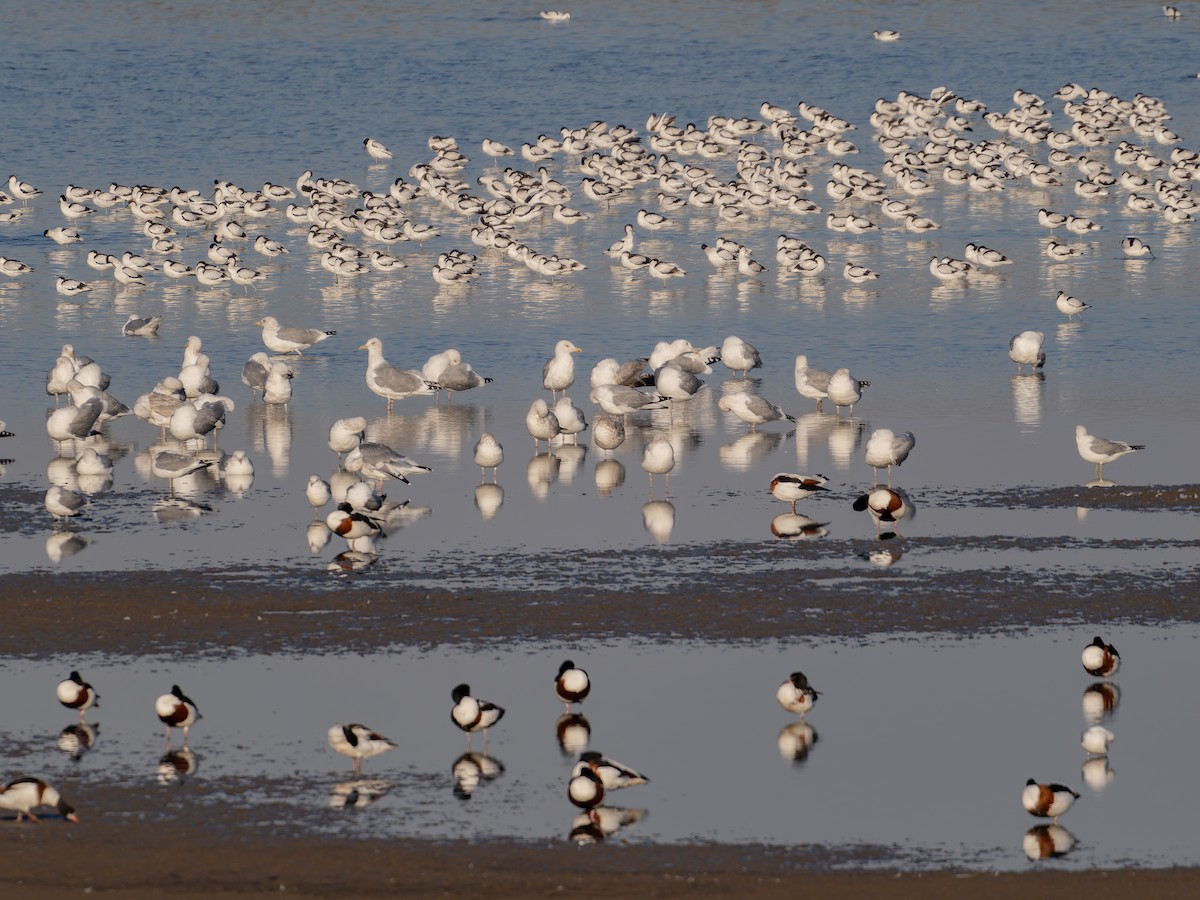 西伯利亞銀鷗/蒙古銀鷗 - ML645156740