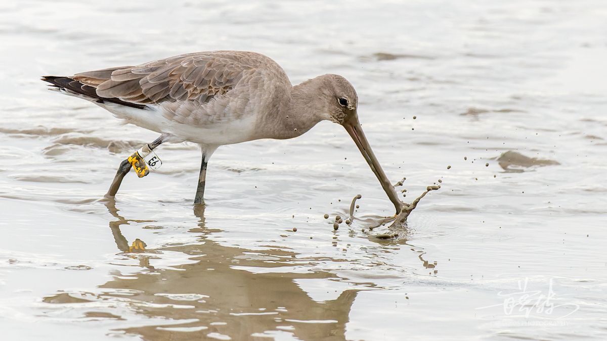 Aguja Colinegra - ML645156742