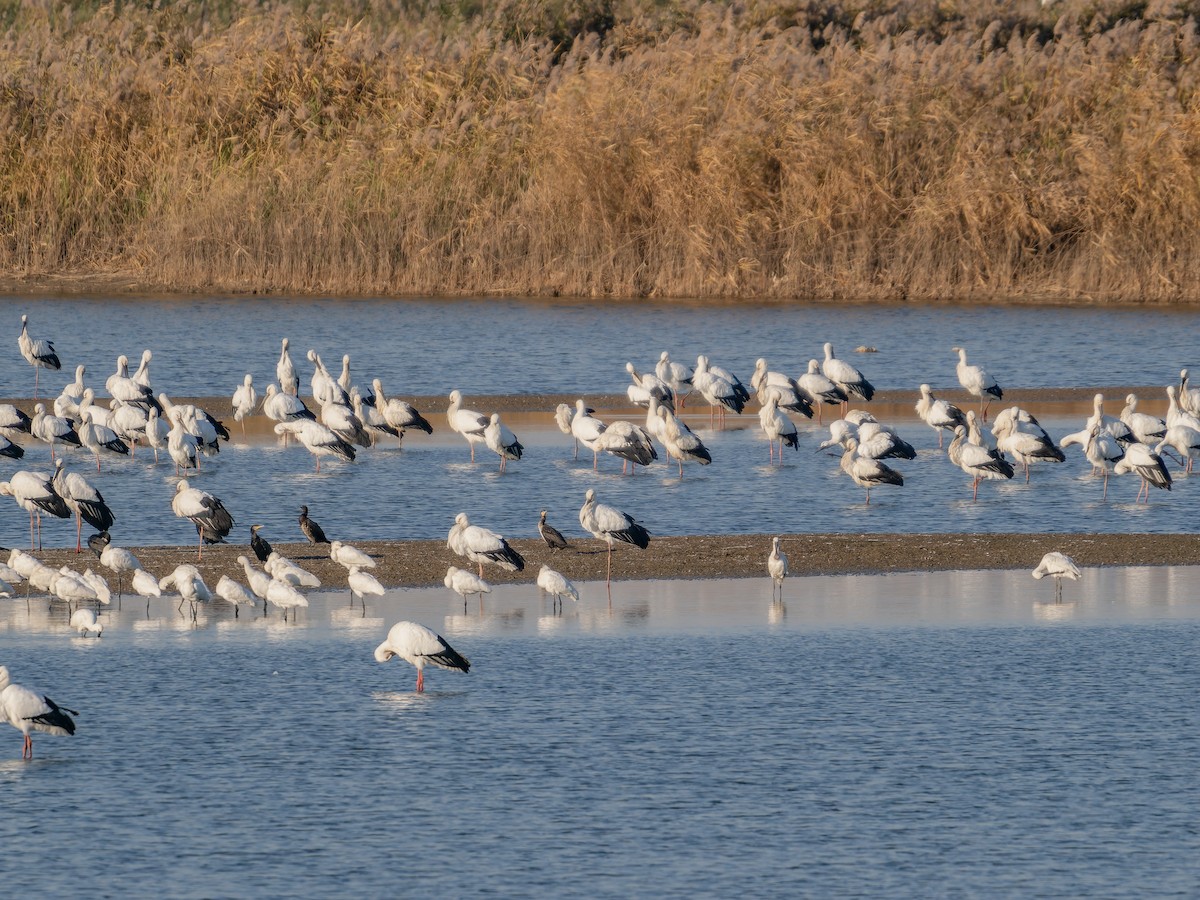 svartnebbstork - ML645156746