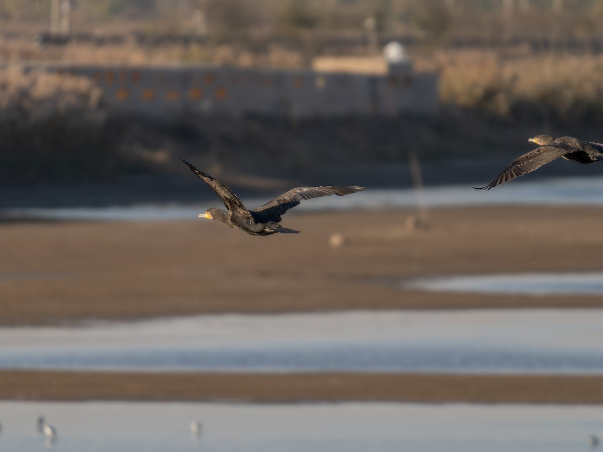 鸕鷀 - ML645156752