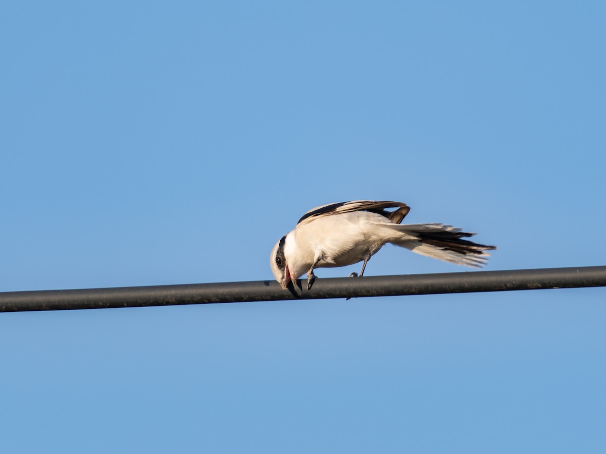 楔尾伯勞 - ML645156766