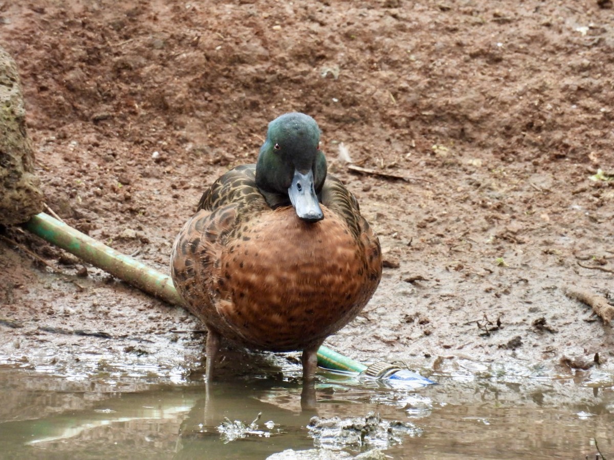 Chestnut Teal - ML645156771