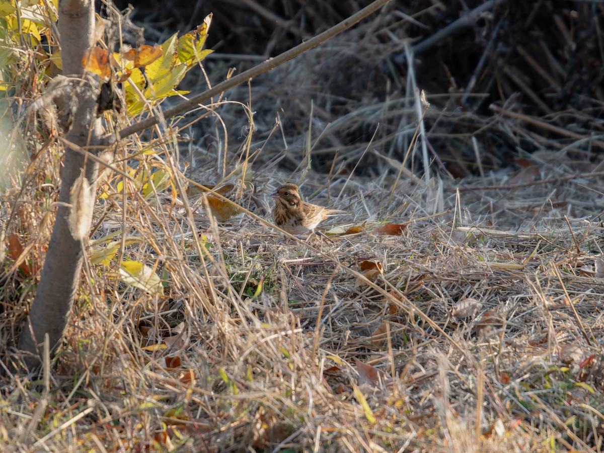 田鵐 - ML645156778