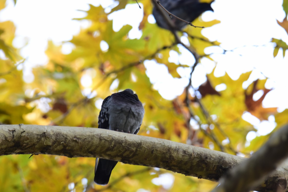 Paloma Bravía (variedad doméstica) - ML645156785