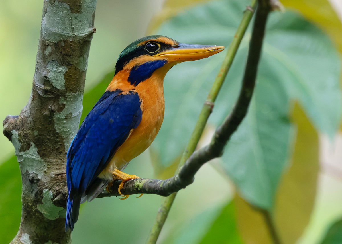 Rufous-collared Kingfisher - ML645156799