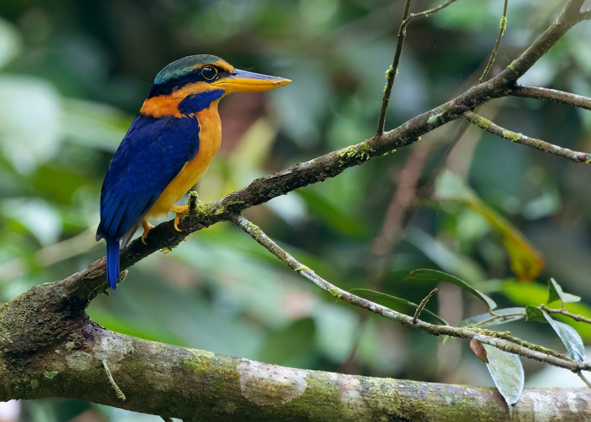 Rufous-collared Kingfisher - ML645156800