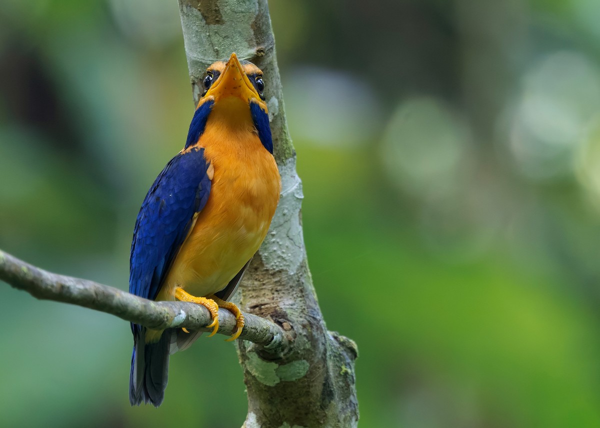 Rufous-collared Kingfisher - ML645156801