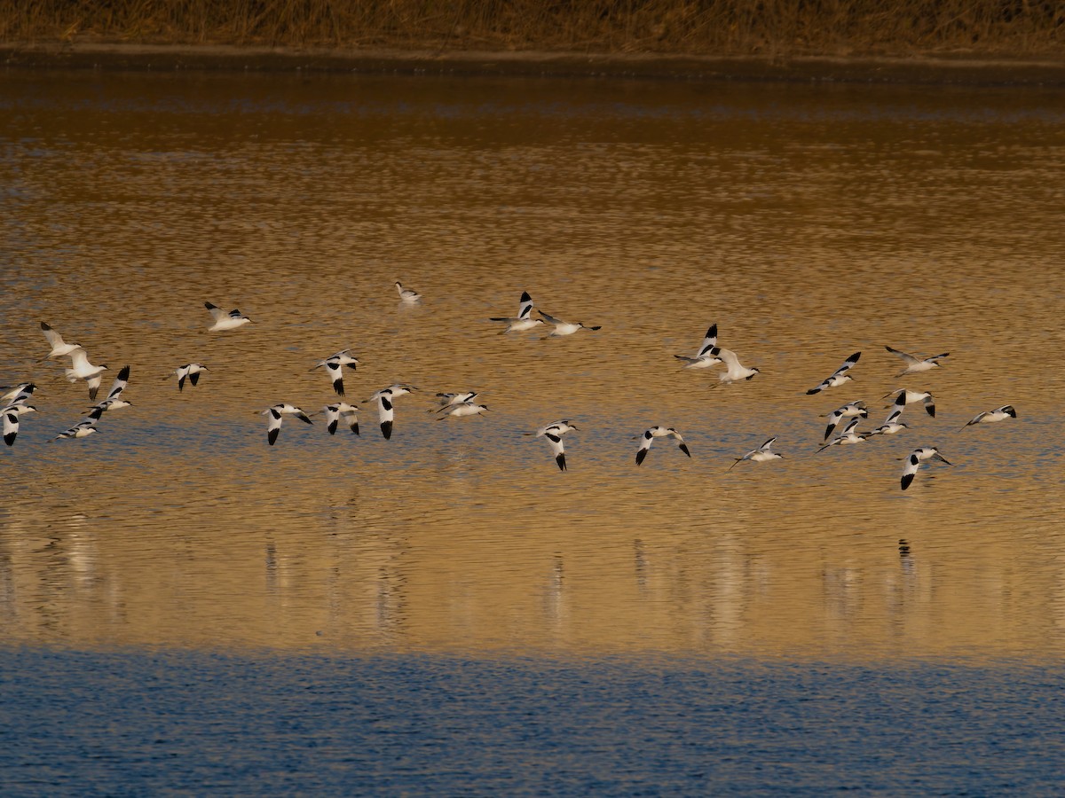 反嘴鴴 - ML645156812