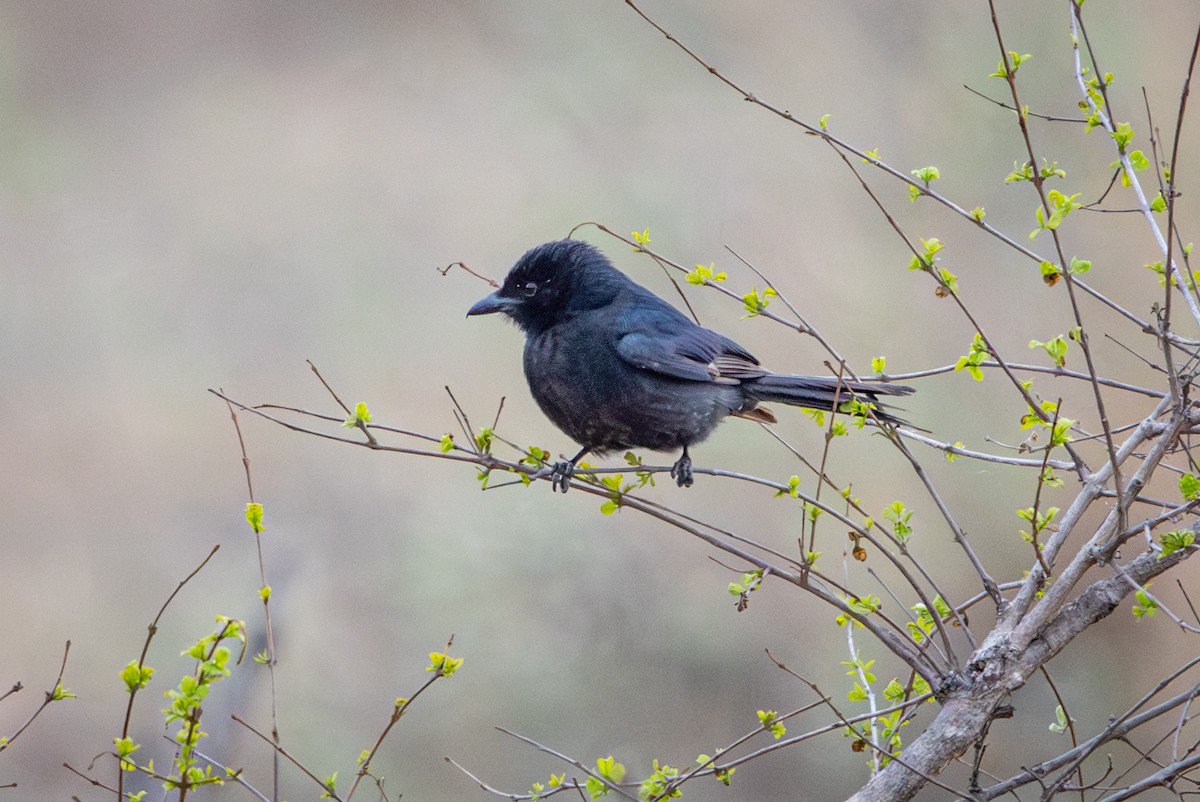 Southern Black-Tit - ML645156814