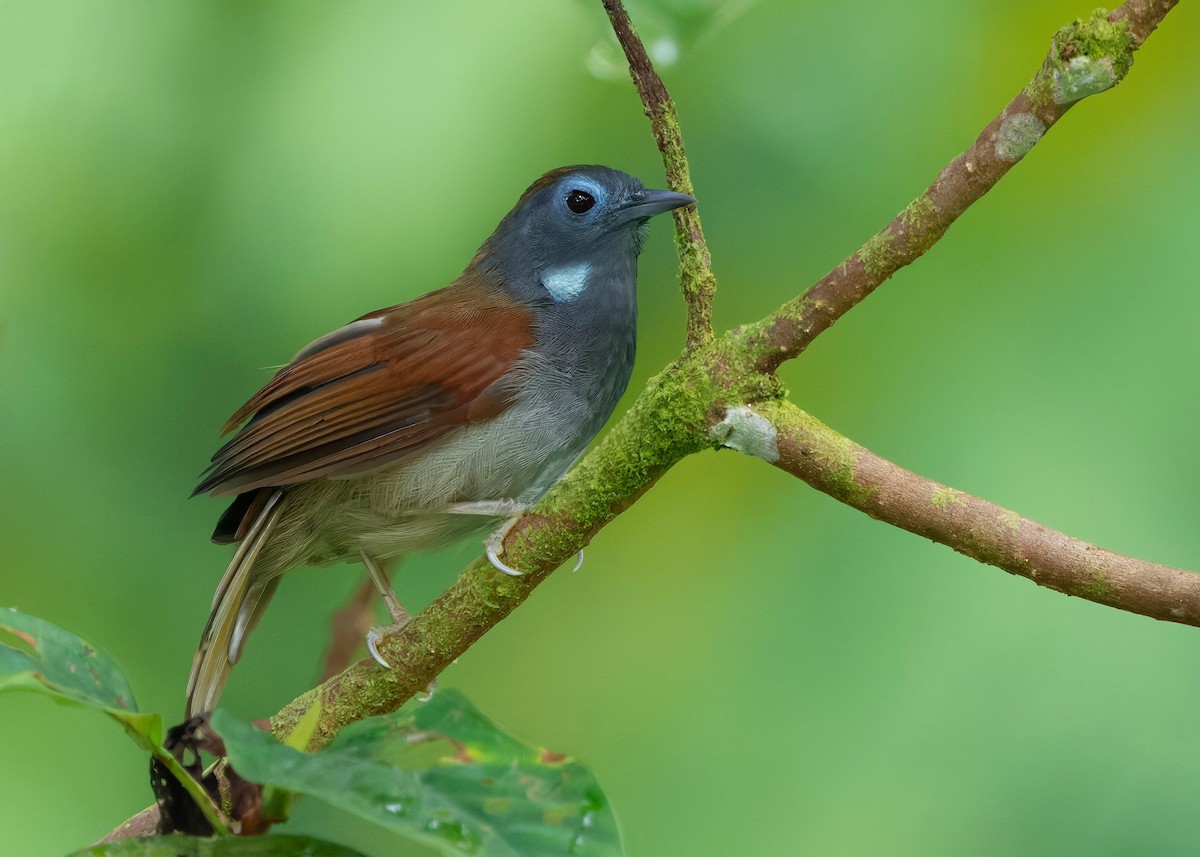 kastanjevingetimal - ML645156816