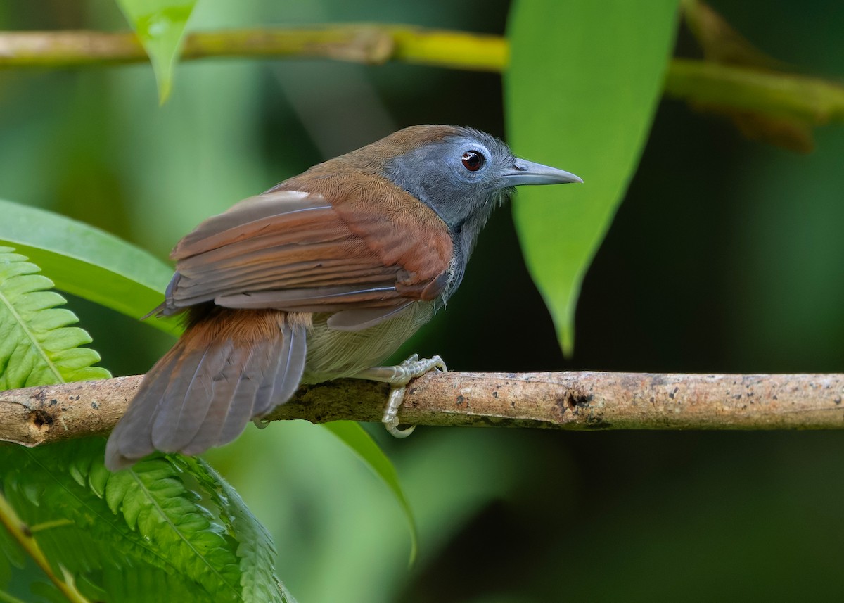 kastanjevingetimal - ML645156817