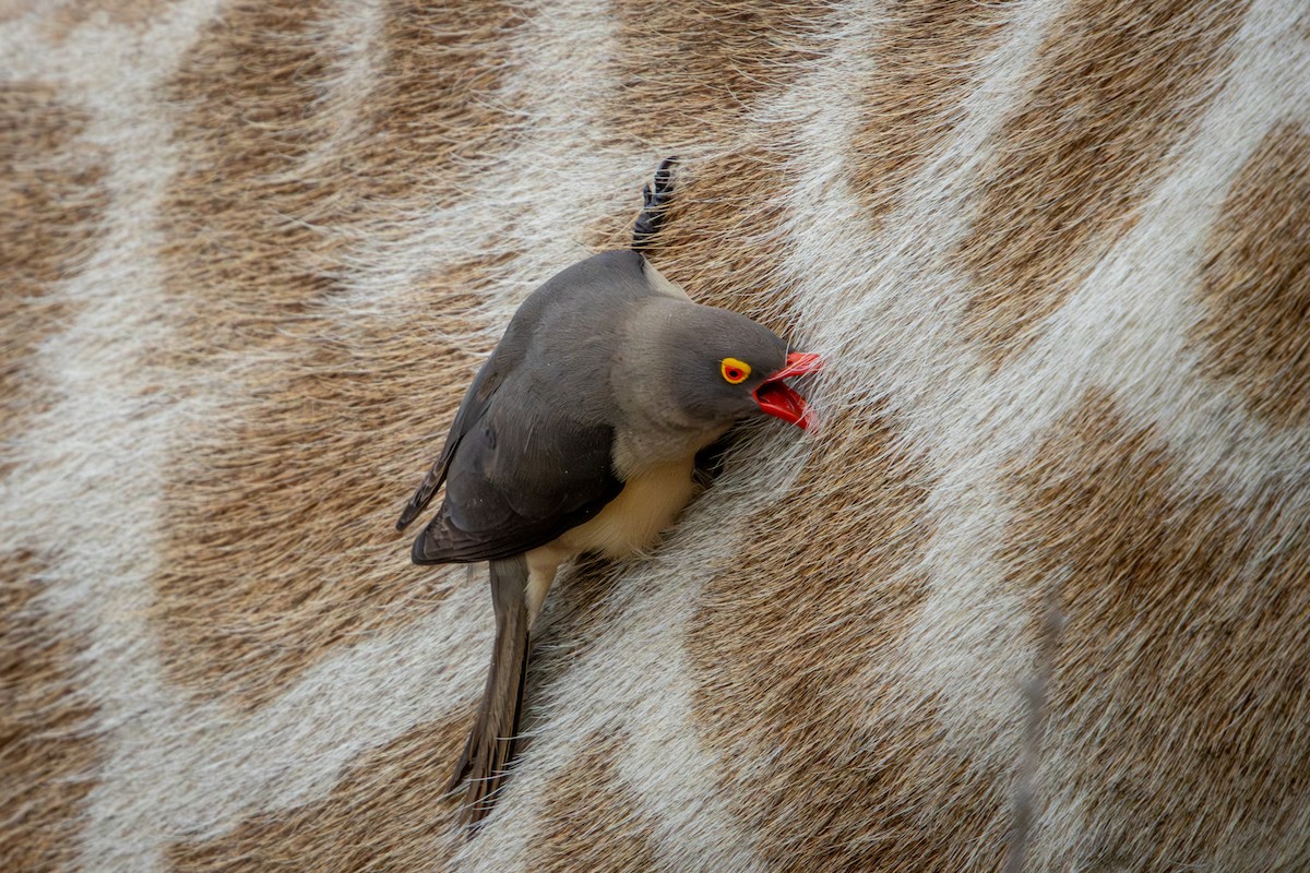 Red-billed Oxpecker - ML645156818