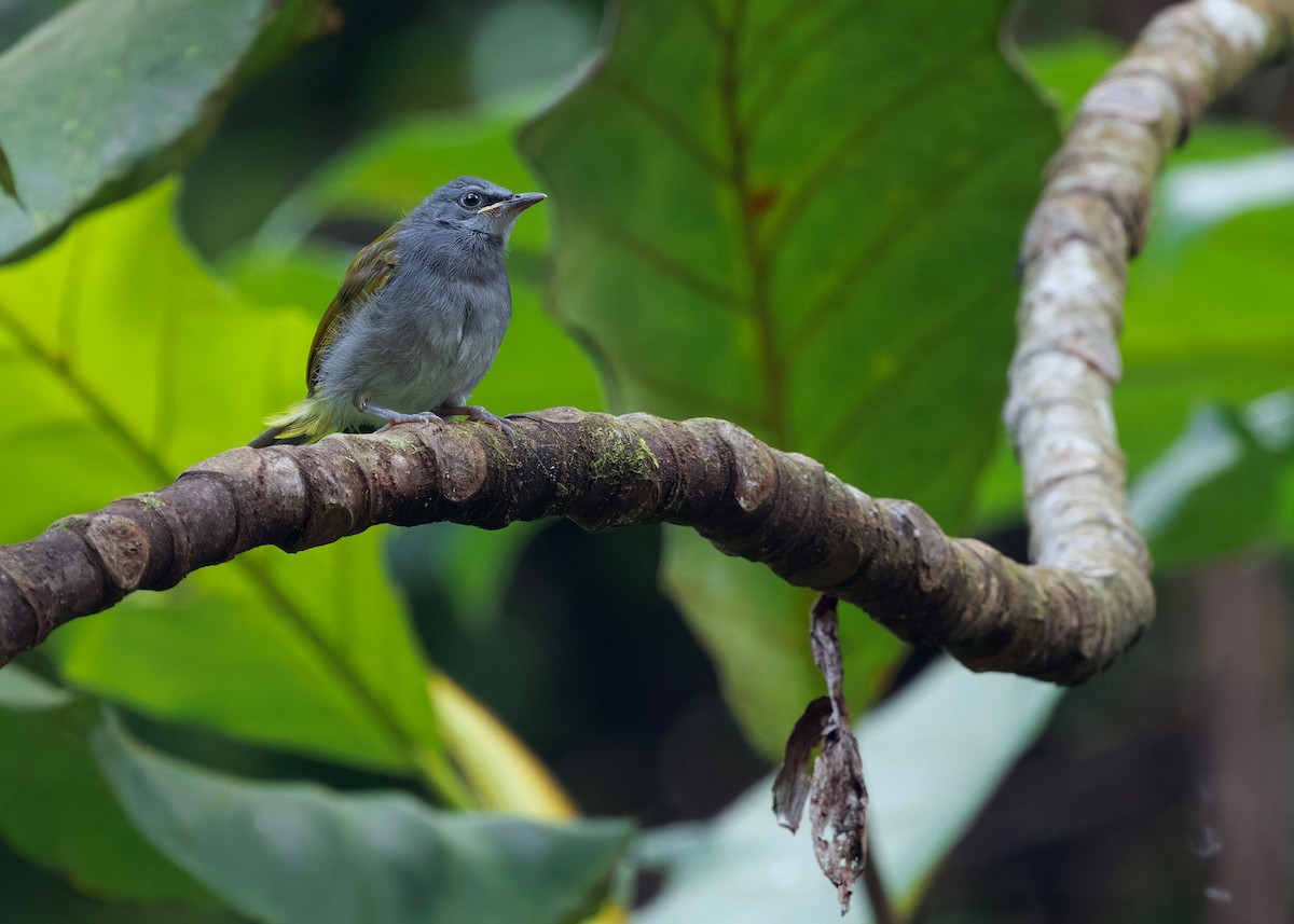 Gray-bellied Bulbul - ML645156820