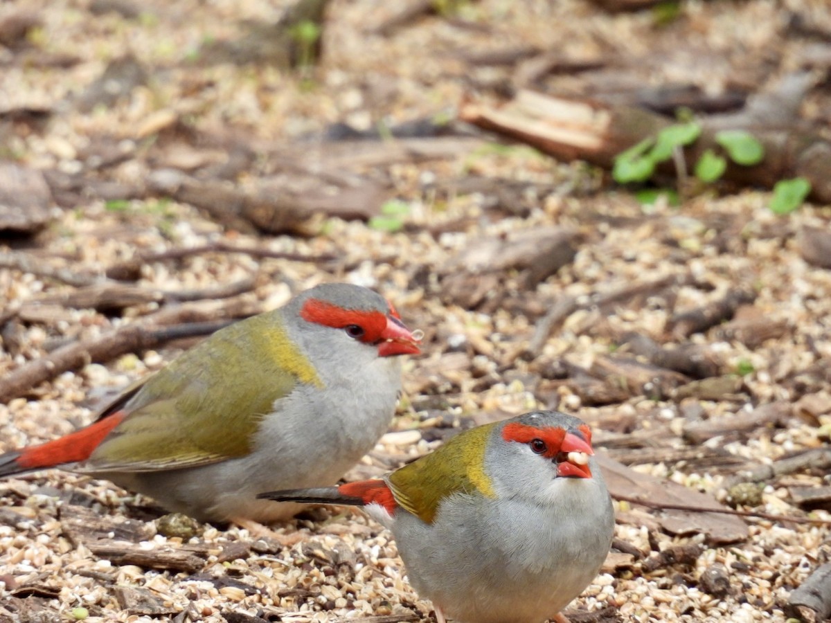Red-browed Firetail - ML645156823