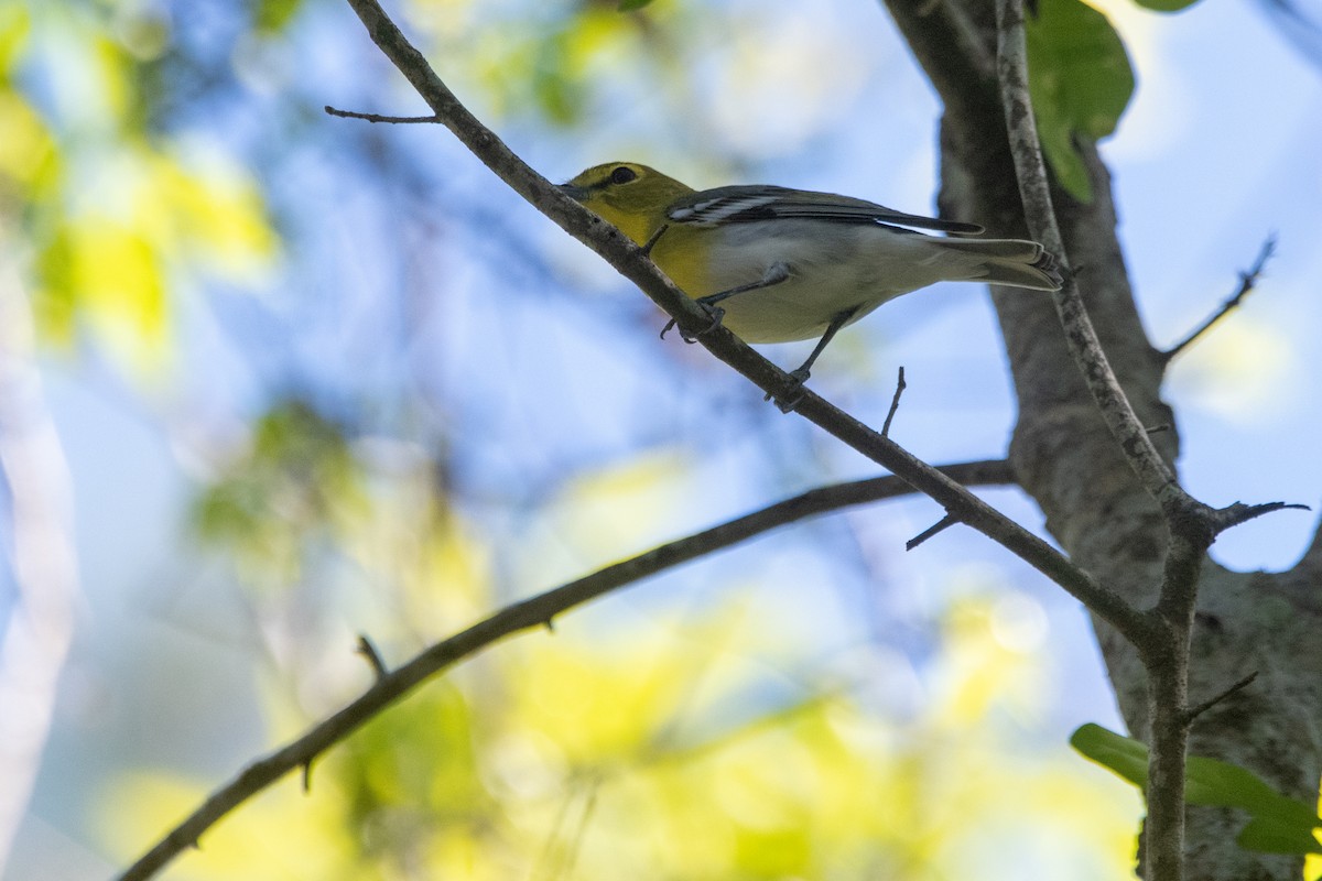 Yellow-throated Vireo - ML645156839