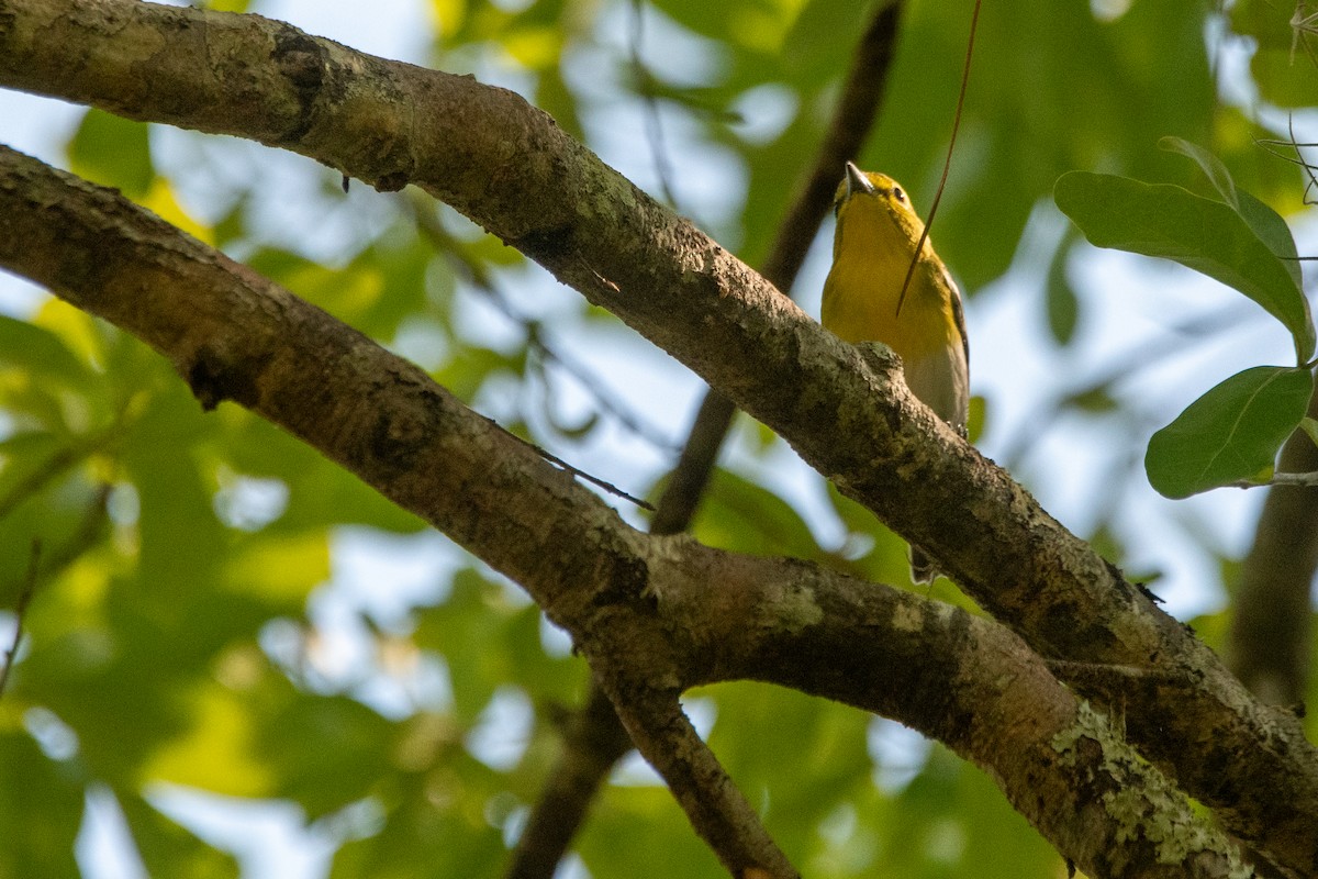 Yellow-throated Vireo - ML645156840