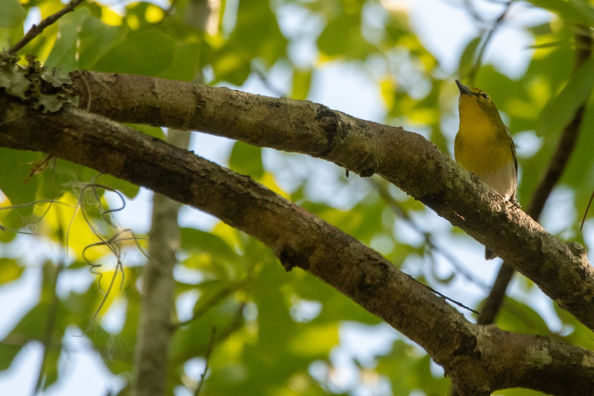 Yellow-throated Vireo - ML645156841