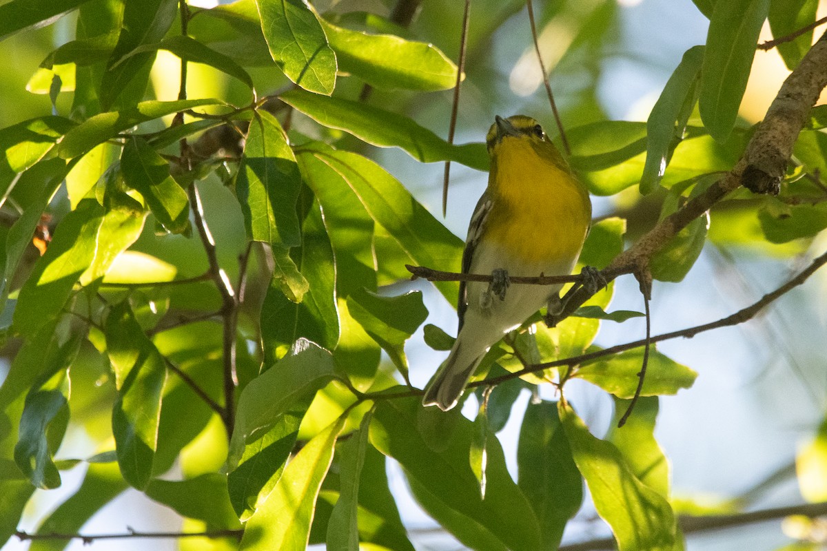 Yellow-throated Vireo - ML645156842