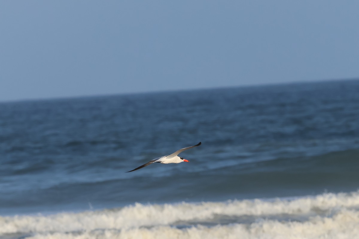 Hazar Sumrusu - ML645156846