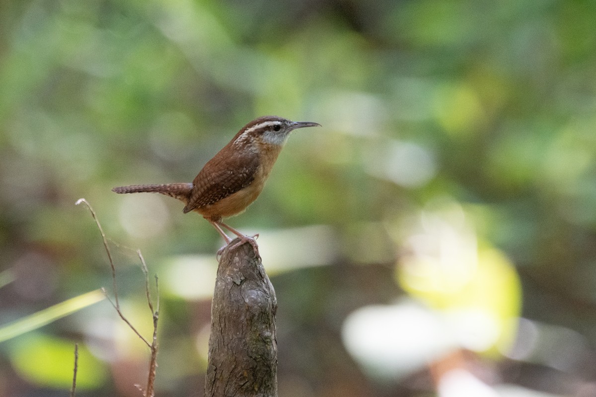 Cucarachero de Carolina (grupo ludovicianus) - ML645156879
