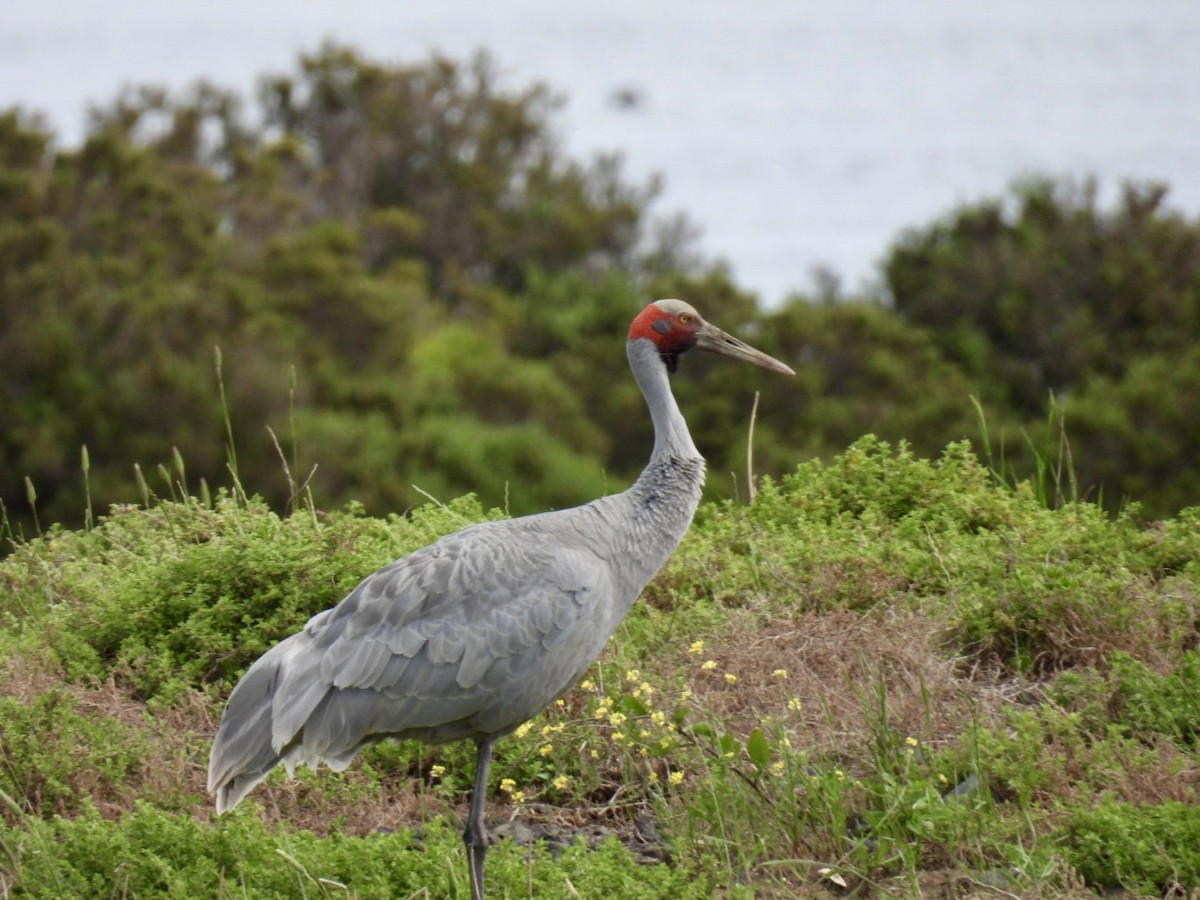Brolga - ML645156885