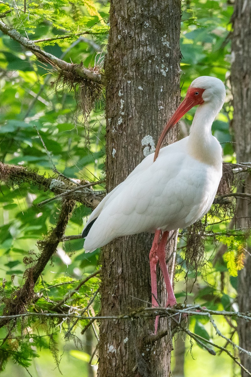Corocoro Blanco - ML645156890