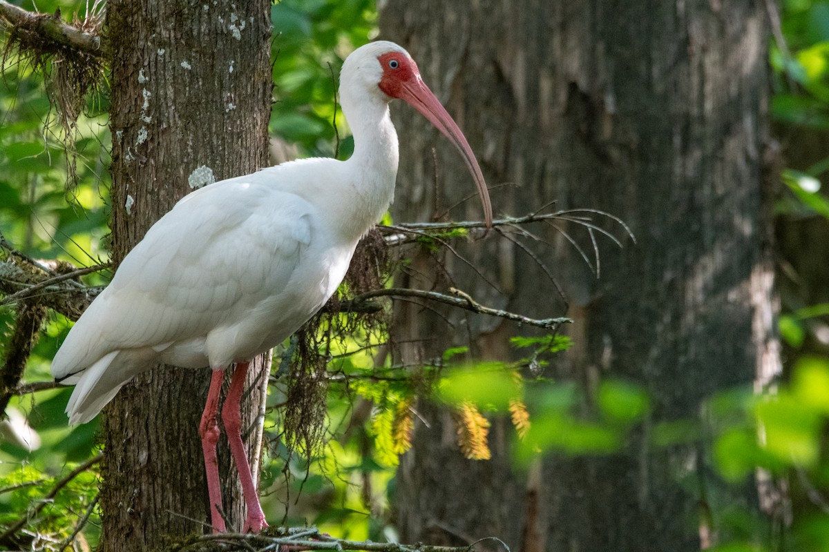Corocoro Blanco - ML645156891