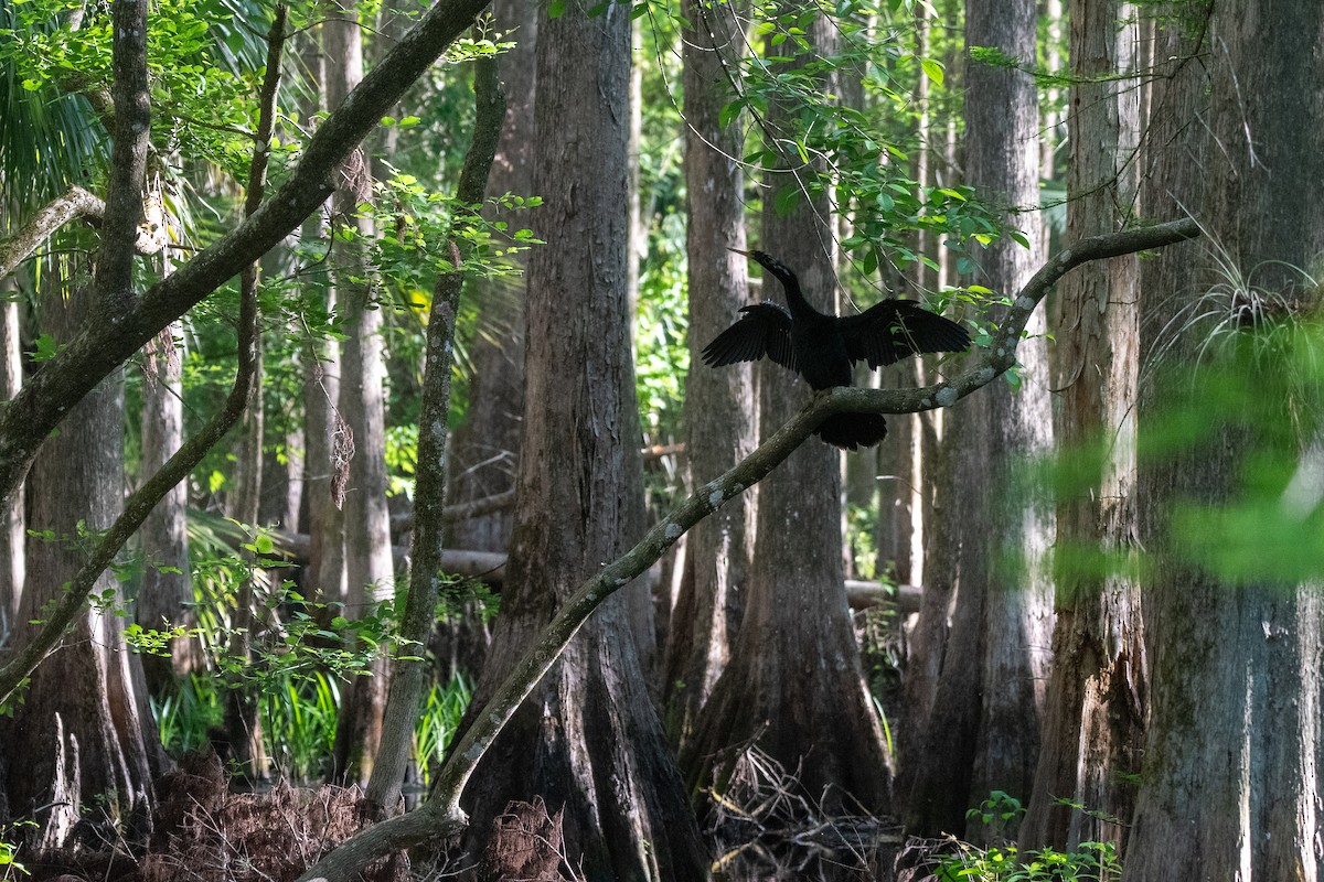 Anhinga Americana - ML645156894
