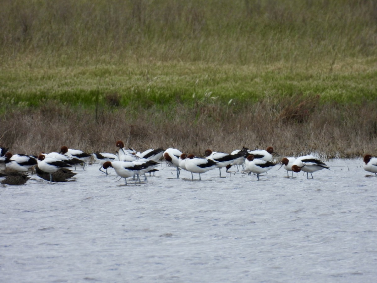 brunhodeavosett - ML645156895