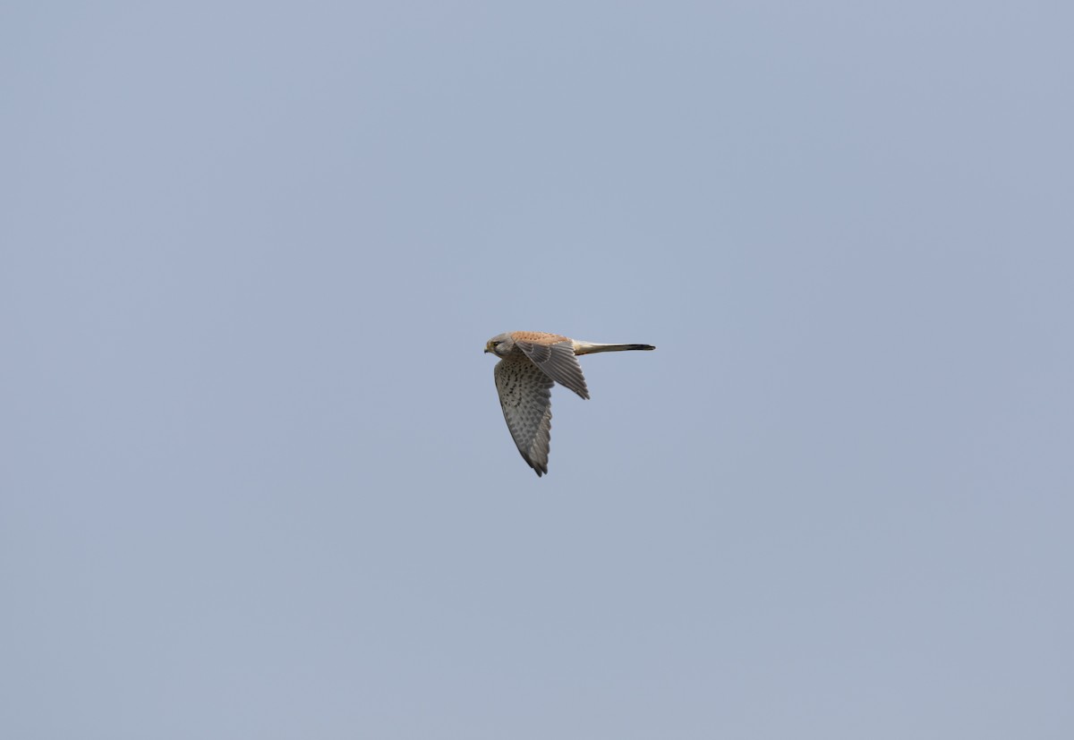 Faucon crécerelle - ML645156898