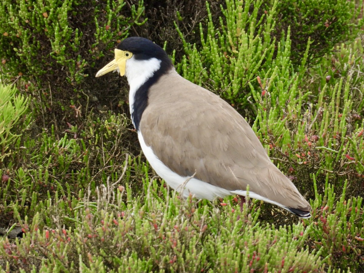 Masked Lapwing - ML645156901