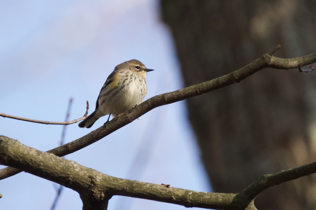 Taçlı Ötleğen - ML645156912