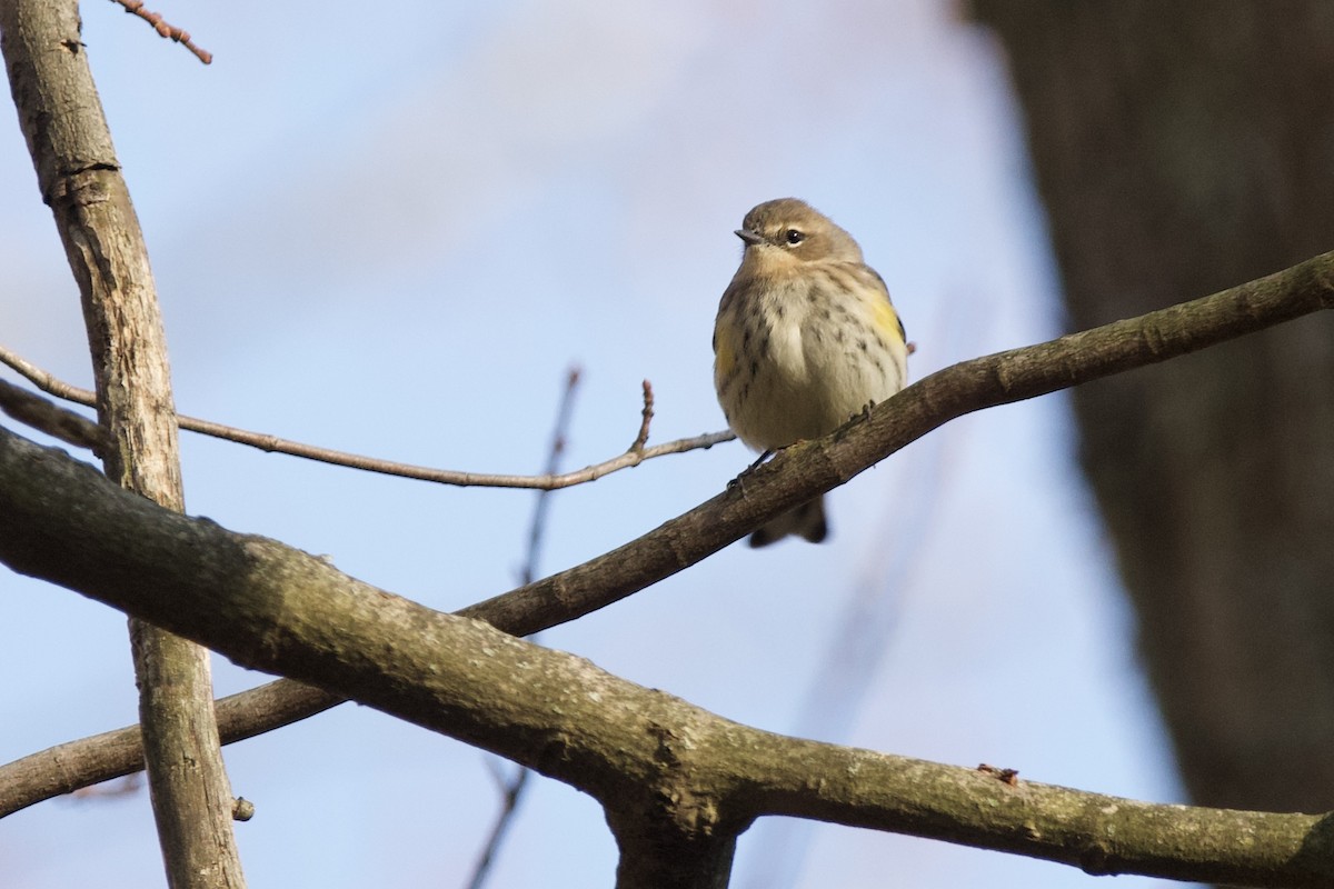 Taçlı Ötleğen - ML645156913