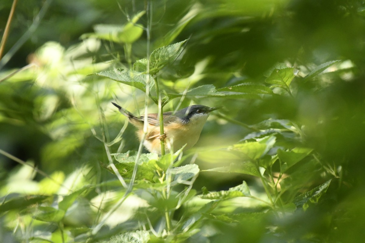 Ashy Prinia - ML645156914