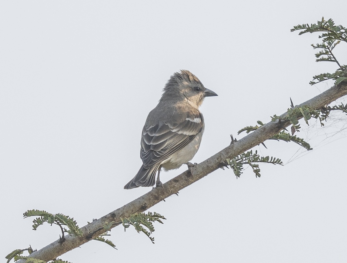 Gorrión Cuelligualdo - ML645156926