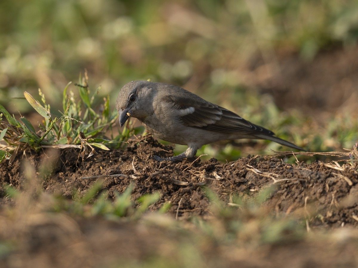 Gorrión Cuelligualdo - ML645156927
