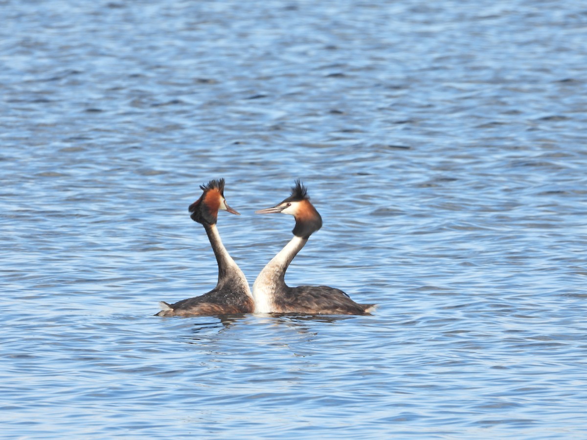 Somormujo Lavanco - ML645156928