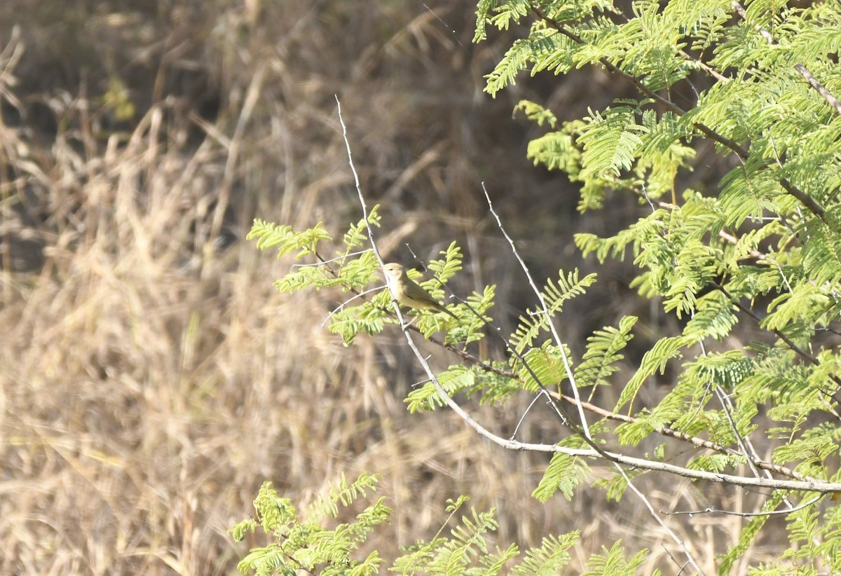 Carricero de Blyth - ML645156929