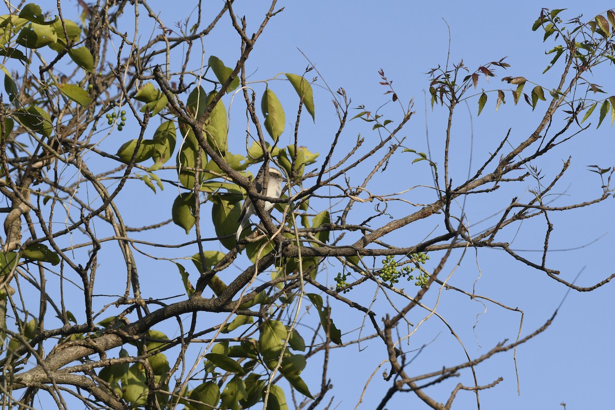 Ceniciento Chico - ML645156933