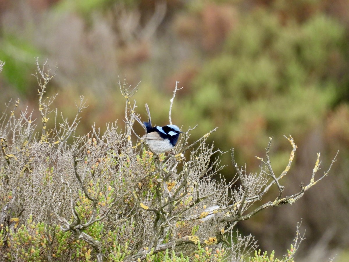 Maluro Soberbio - ML645156934