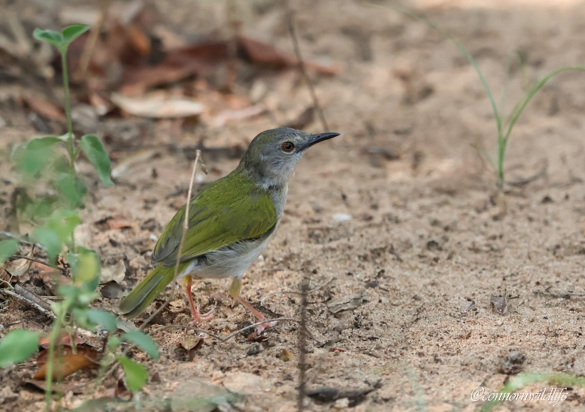 Camaróptera Baladora - ML645156935
