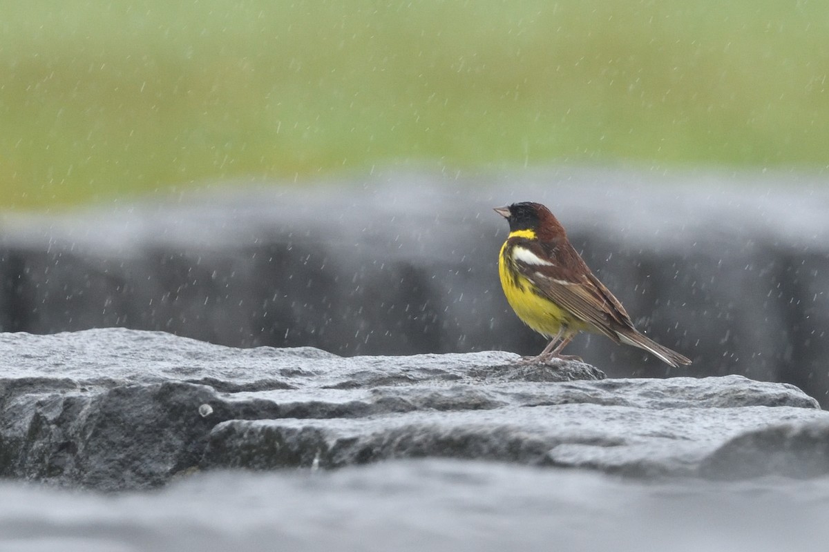 Escribano Aureolado - ML645156936