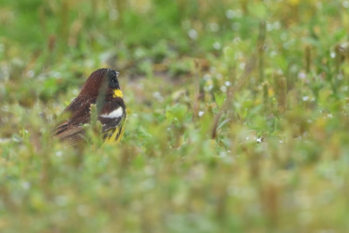 Escribano Aureolado - ML645156937